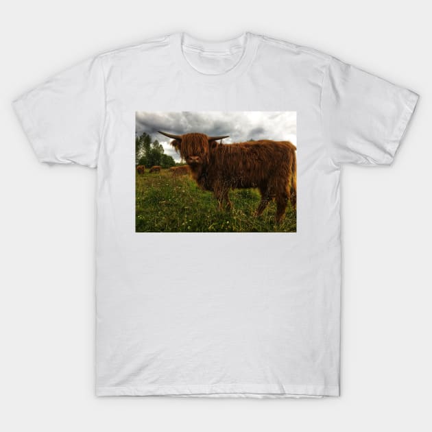 Scottish Highland Cattle Calf 2044 T-Shirt by SaarelaHighland